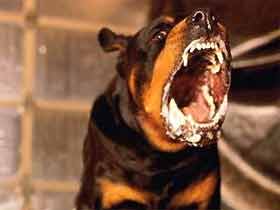 Бешеная собака увидела жертву. Фото с сайта news.flexcom.ru Бешеная собака увидела жертву. Фото с сайта news.flexcom.ru