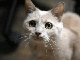 Кошка. Фото с сайта album.karelia.ru Кошка. Фото с сайта album.karelia.ru