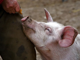 Свинья. Фото: www.foto.md Свинья. Фото: www.foto.md