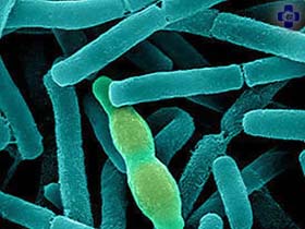 Бактерия. Фото: vetphoto.ru Бактерия. Фото: vetphoto.ru