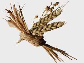 Зерно. Фото с сайта mintnosorog.narod.ru Зерно. Фото с сайта mintnosorog.narod.ru