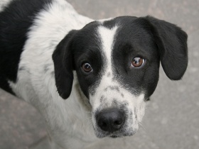 Собака. Фото: photoclub.by Собака. Фото: photoclub.by