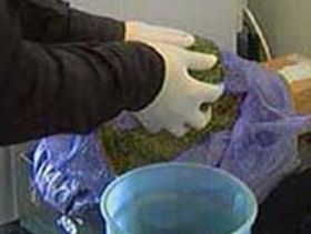 Марихуана, фото Игоря Гольдберга, Каспаров.Ru (с) Марихуана, фото Игоря Гольдберга, Каспаров.Ru (с)