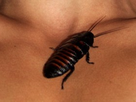 Таракан. Фото из ЖЖ wisegizmo Таракан. Фото из ЖЖ wisegizmo