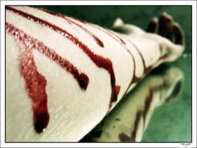 Порезанные вены. Фото с сайта www.img0.liveinternet.ru Порезанные вены. Фото с сайта www.img0.liveinternet.ru