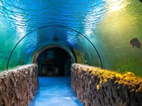 Океанариум. Фото с сайта 1tvnet.ru Океанариум. Фото с сайта 1tvnet.ru