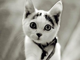 Кот. Фото: nnm.ru Кот. Фото: nnm.ru