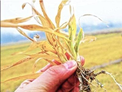 Засуха. Фото: mk.ru Засуха. Фото: mk.ru