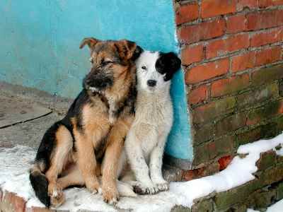 Бродячая собака. Фото: gorduma.chita.ru Бродячая собака. Фото: gorduma.chita.ru
