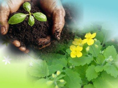 Природа, растения. Фото: marina-dorih.ru Природа, растения. Фото: marina-dorih.ru