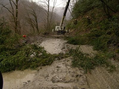 Вырубка реликтовых самшитовых лесов. Фото ewnc.org Вырубка реликтовых самшитовых лесов. Фото ewnc.org
