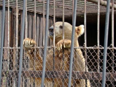 В пензенском зоопарке. Фото: Виктор Шамаев, Каспаров.Ru В пензенском зоопарке. Фото: Виктор Шамаев, Каспаров.Ru