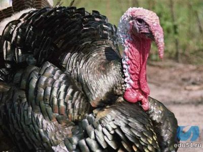 Индюк Фото: papa-vlad.narod.ru Индюк Фото: papa-vlad.narod.ru