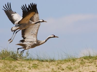 Журавли. Фото: zoovet.ru Журавли. Фото: zoovet.ru
