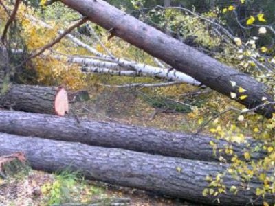 Вырубка леса. Фото: uralvoice.com Вырубка леса. Фото: uralvoice.com