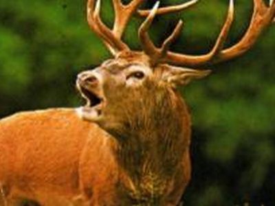 Изюбрь Фото: uralhunter.com Изюбрь Фото: uralhunter.com