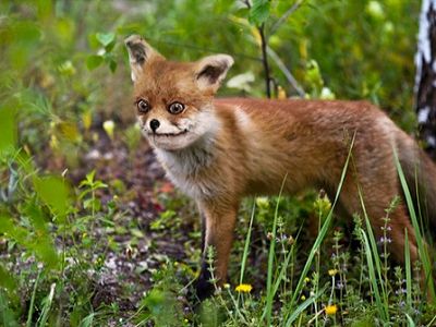 "Упоротый Лис". Источник - http://img0.liveinternet.ru/ "Упоротый Лис". Источник - http://img0.liveinternet.ru/