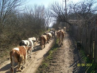 Караван коров. Фото: foto-planeta.com Караван коров. Фото: foto-planeta.com