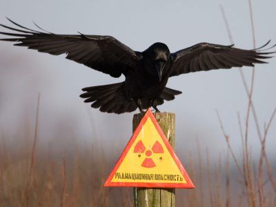 Радиационная опасность. Фото: "ЖЖ" Радиационная опасность. Фото: "ЖЖ"