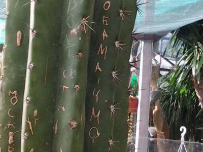 Испорченный кактусы в Крыму. Фото: паблик "Объективный Крым" в Facebook Испорченный кактусы в Крыму. Фото: паблик "Объективный Крым" в Facebook