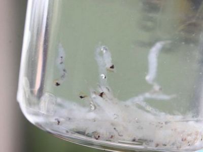 Черви из кранов у жителей Тавды. Фото: svopi.ru Черви из кранов у жителей Тавды. Фото: svopi.ru