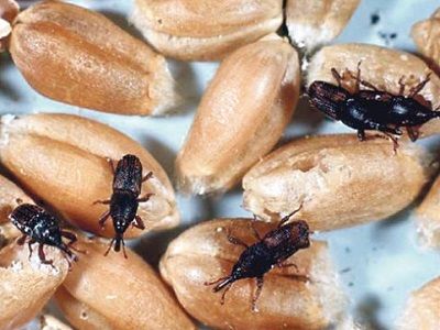 Зерно, пораженное жучком. Истчоник - linkis.com Зерно, пораженное жучком. Истчоник - linkis.com