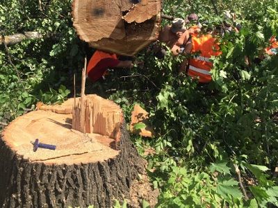 Вырубка леса в парке. Фото: twitter.com/Zalishchak Вырубка леса в парке. Фото: twitter.com/Zalishchak