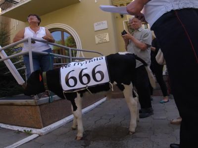 Теленок в дар президенту. Фото: СуперОмск Теленок в дар президенту. Фото: СуперОмск
