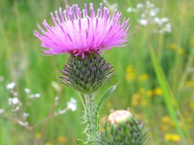 Татарник — колючий сорняк. Фото: graycell.ru Татарник — колючий сорняк. Фото: graycell.ru