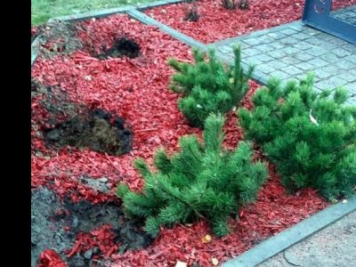 У мемориала погибшим над Синаем украли ели. Фото: spb.kp.ru У мемориала погибшим над Синаем украли ели. Фото: spb.kp.ru