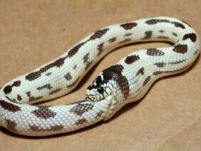 Змея, кусающая свой хвост Змея, кусающая свой хвост