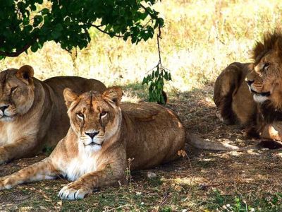 Парк "Тайган" в Крыму. Фото: rosbalt.ru Парк "Тайган" в Крыму. Фото: rosbalt.ru