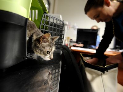 Животные в аэропорту. Фото: Антон Новодережкин / ТАСС Животные в аэропорту. Фото: Антон Новодережкин / ТАСС