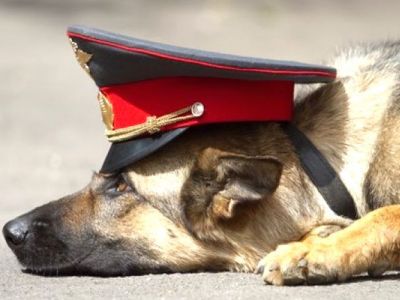 полиция овчарка полиция овчарка