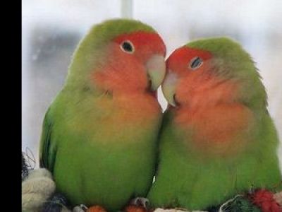 Неразлучники Фото: popugajchik.ru Неразлучники Фото: popugajchik.ru