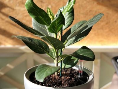 Фикус. Фото: flowertimes.ru Фикус. Фото: flowertimes.ru