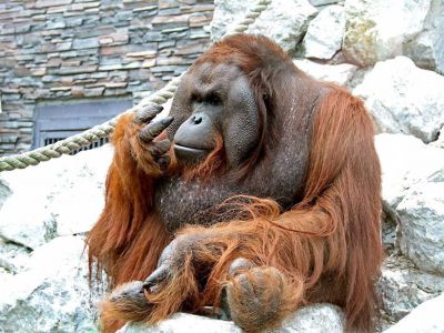 Орангутан Бату. Фото: t.me/skovoroda Орангутан Бату. Фото: t.me/skovoroda