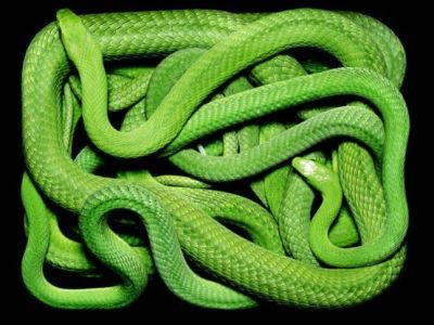 Клубок змей. Источник: fishki.net Клубок змей. Источник: fishki.net