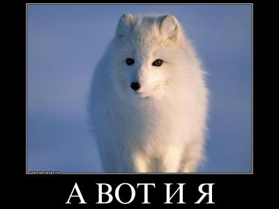 Песец. Демотиватор: demotivation.me Песец. Демотиватор: demotivation.me