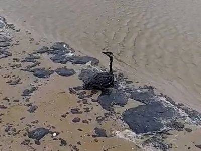 Последствия разлива нефтепродуктов: птицы на побережье. Фото: www.kuban.kp.ru Последствия разлива нефтепродуктов: птицы на побережье. Фото: www.kuban.kp.ru