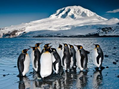 Пингвины острова Херд. Фото: photocontest.smithsonianmag.com