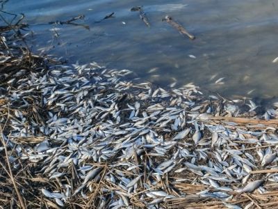 Замор рыбы. Фото: Лев Владимиров, Каспаров.Ru Замор рыбы. Фото: Лев Владимиров, Каспаров.Ru